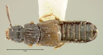 Media type: image;   Entomology 6557 Aspect: habitus dorsal view